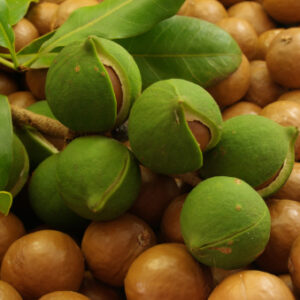 •	macadamia media libra