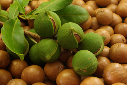 • macadamia media libra