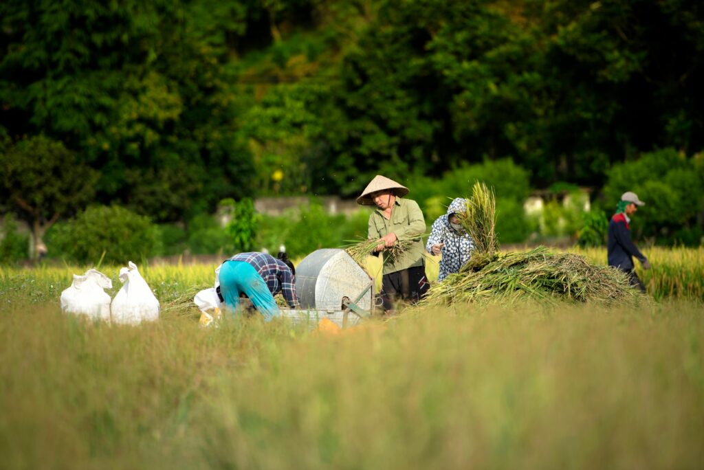 Farmers harvesting rice in a lush green field, showcasing traditional agriculture practices.